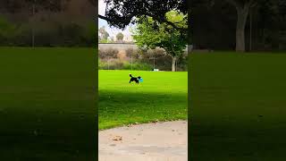 FURRY FRIEND AND FRISBEE GAMES