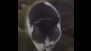 Cat Dancing To Night Work