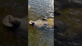 Thirsty fella #manatee #florida #shorts #new