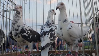 RADOM Gołębie pigeons targ Andrzej W. 17.08.2024 cz.1/3💥Gołębie jasne i wyszwance Andrzeja Radom💥