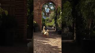 beautiful duck walking #amazing  #shorts