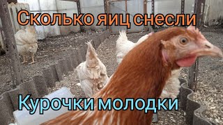 Курочки несушки. Молодки. Русская Белая и Ломан Браун