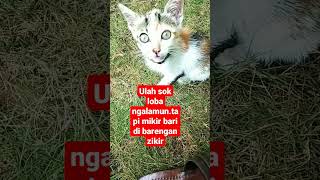 anak kucing lucu.