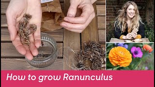 How to grow Ranunculus (bulbs/tubers) - FarmerGracy.co.uk