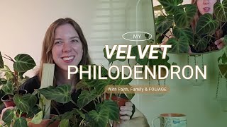 My Velvet Philodendron Collection | All the soft velvet leaf Philodendron in my collection and care!