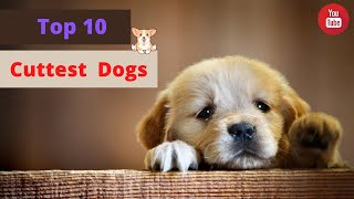 Top 10 cuttest  dogs in world || Toy breeds || friendly dogs || family dog.