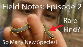 I've NEVER Found This Snake In The Wild Before! (Field Notes: Ep. 2)