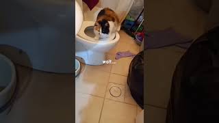 makulit na kuting #ytshorts #cat #shorts #catvideos