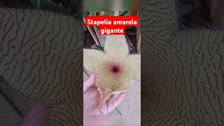 Cacto estrela ou stapelia.