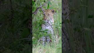 Catching a young leopardess right next to the road! Shingwedzi loop road