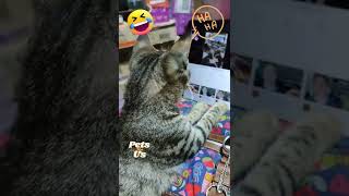 #shorts #cat #mybloopers 😍 how to get YouTube permanent views from cats