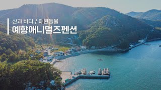 통영펜션 산과 바다, 사랑하는 동물까지 예향애니멀즈펜션