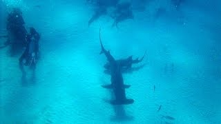 Free diving with Great hammerhead sharks, Bimini