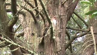 Steller's Jay vs. Red-shouldered Hawk