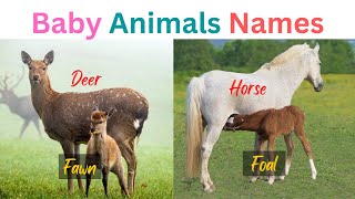 Baby Animals Names, Spelling and Video | Animals and their young ones | Animal and Baby animals name