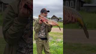 Как твои дела??? #musicgenre #рыбалка #fishing #щука #musicsong #рыбалкавидео