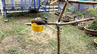 Green cheek conure bath time..fly indoor..fly outdoor..free fly