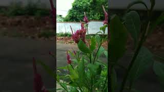 After monsoon effect #shorts #naturebeauty #naturephotography #naturevlog #monsoon