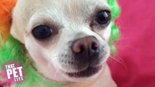 Sassy Chihuahuas in Costumes | Funny Dog Compilation 2018