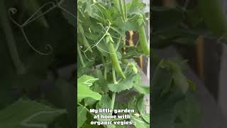 My little garden with organic vegies