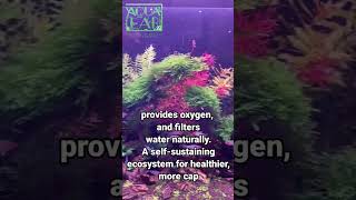 Advantages of Planted Aquariums over Fish-Only Aquariums #aquaholic #aquarium #aquascape