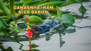 Meledak..!! GanasNya Ikan Nila Babon Di Bawah Jembatan Tol