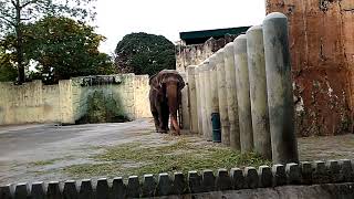 The Last Elephant At Manila Zoo Philippines (mali)