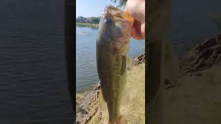 COOL Bladed Jig BASS at Private TEXAS Pond! #shorts