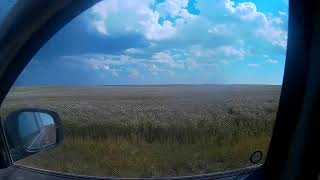 Field of Coriander in Southern Saskatchewan