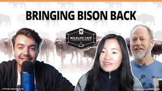 How do we bring the buffalo back? The story of restoring the American bison