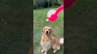 Let‘s Play #Goldenretriever #CuteDog #Dog #SweetDog #Goldie #DogToys #Shorts