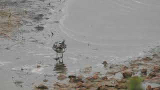 Grey Phalarope