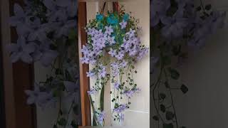 purple colour plants | Gardening ideas #shorts #ytshorts