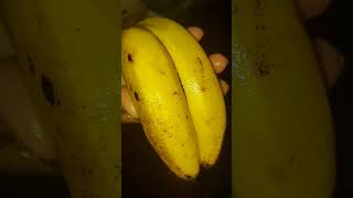 Trending Philippine banana twins #trending #banana #viralvideo #viralshorts #viralshort #video