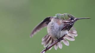 Male Calliope Hummingbird On A Very Tiny Branch