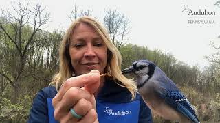 Conrad the Blue Jay - Virtual Open House