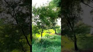 #nature #shortfeed #shortvideo #shorts #shortsindia #foryou #trendingvideo #fyp #fypシ #explore