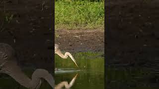 Herons #greatblueheron #herons #naturelovers #naturephotography #birdlovers 7-29-24 #nature