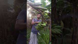 #How to harvesting are banana#ep-212#Short🍌🍌