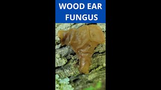 Wood Ear Fungus, the jelly fungus that looks like an ear. #shorts