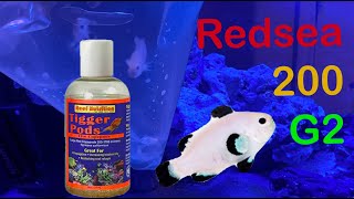 Adding Fish & Copepods to reef tank || Redsea 200 G2