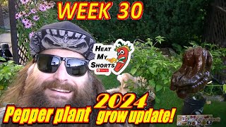 Heat My Shorts' Hot Pepper grow update: Week 30!