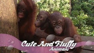 Training Orphined Orangutans | Cute & Fluffy Animals