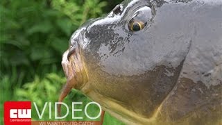 TIPS VOOR SNEL SUCCES! trailer #CARPWHISPERER