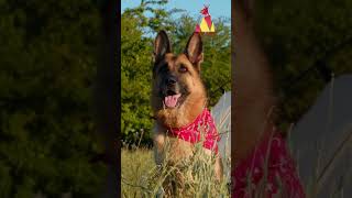 German Shepherds Hate Being Yelled At