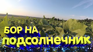 Опрыскивание подсолнечника БОРОМ!