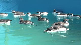 Stranded Seabirds Fill Bird Rescue Pools