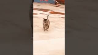 cute cat | Pashto tube #pashtotube#cat #abhirathore #shorts