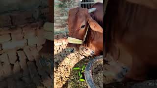 मेरी गाय ना हरी सब्जी खाती हैं ना उसे किसी को लेने देती है जो लेता उसे मरती है 😭#animals #shorts