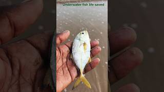 Underwater fish life saved#arcade #ytshorts #trending #fish #respect